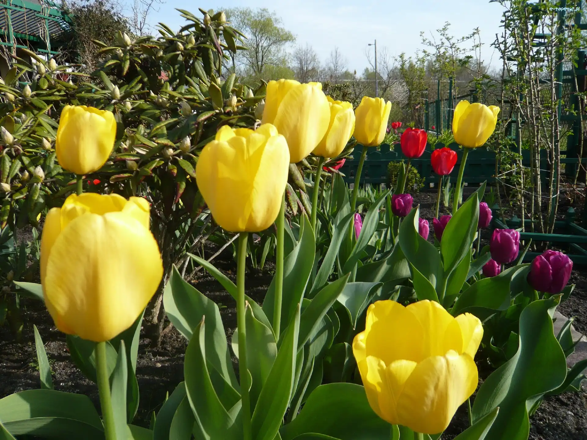 Rabatka, Tulipany