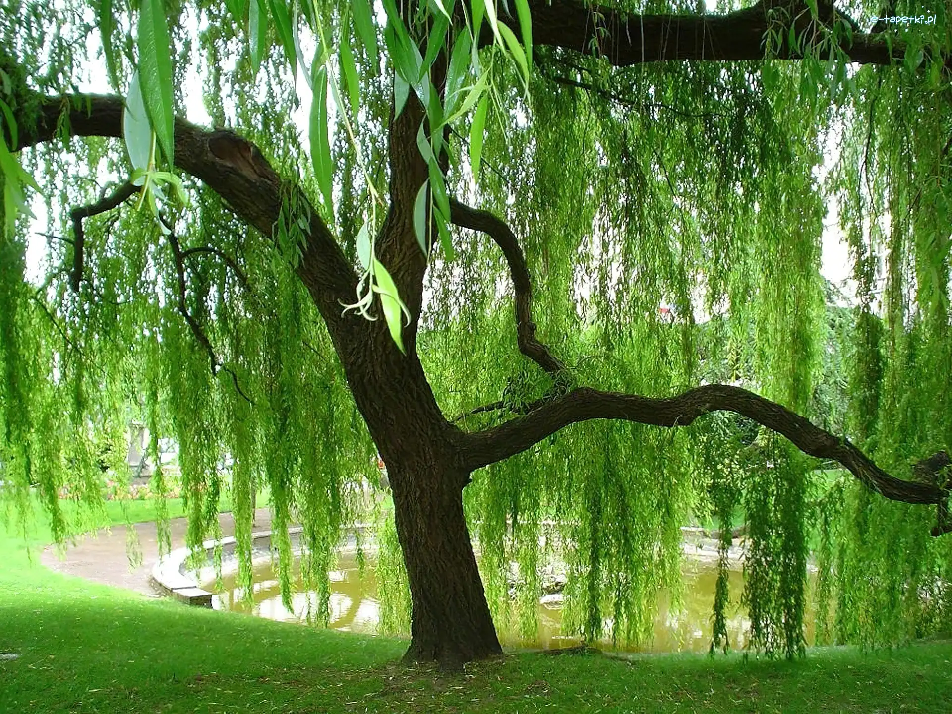 Wierzba, Piękna