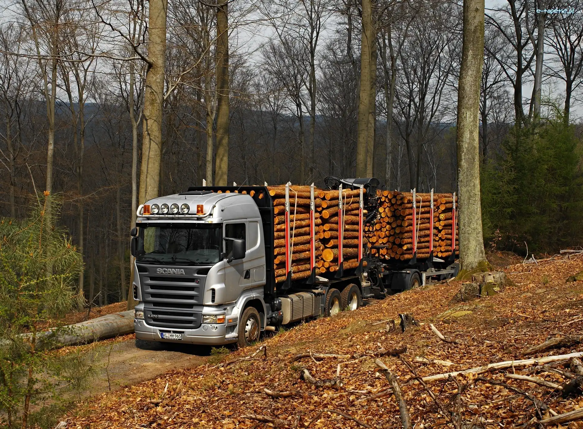 Drewno, Scania, Las