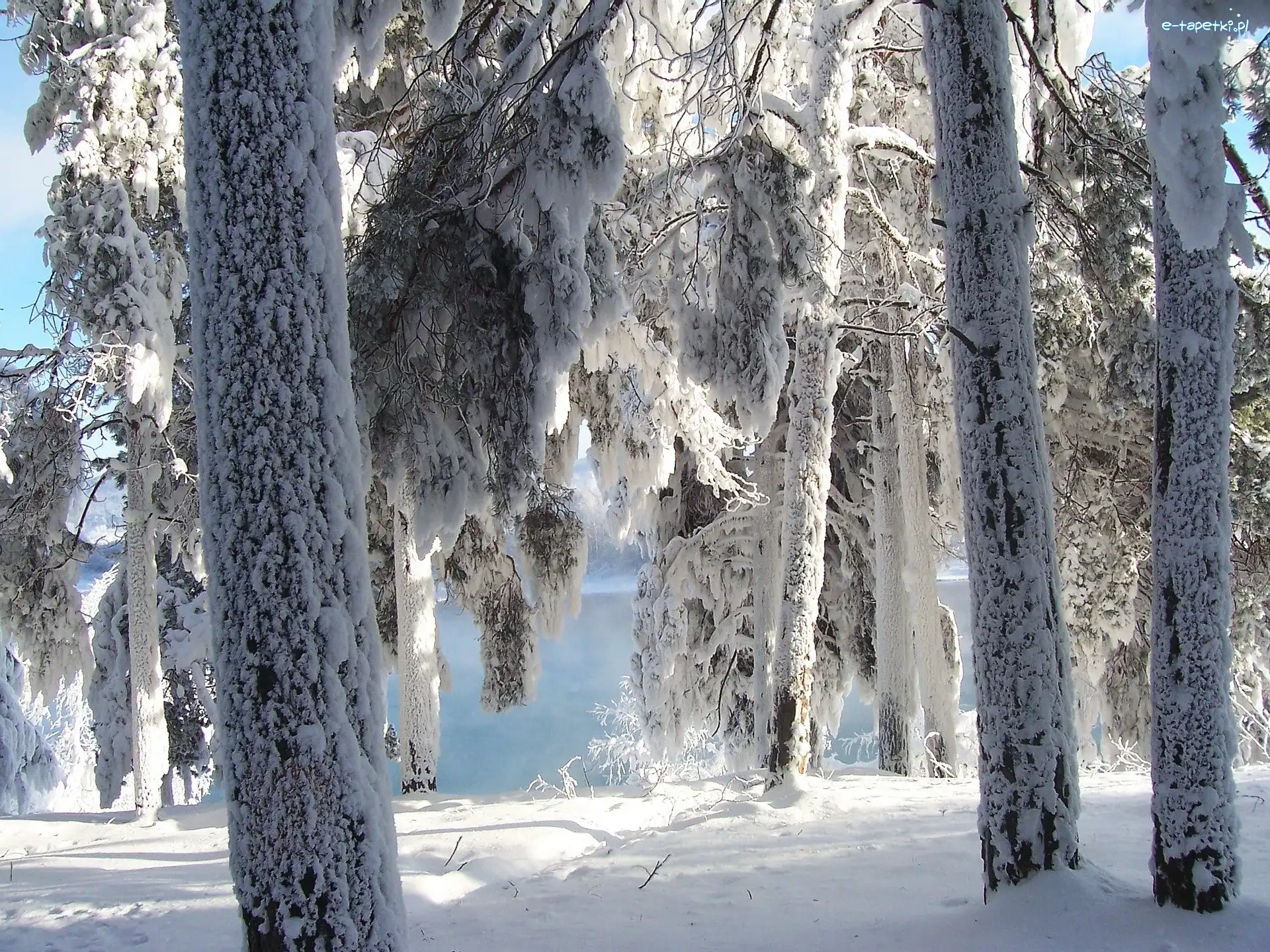 Zima, Śnieg, Drzewa