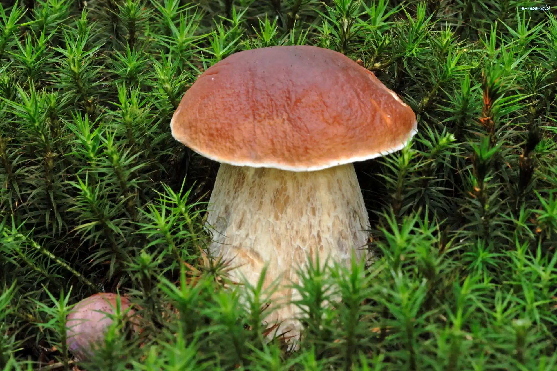 Mech, Borowik, Prawdziwek