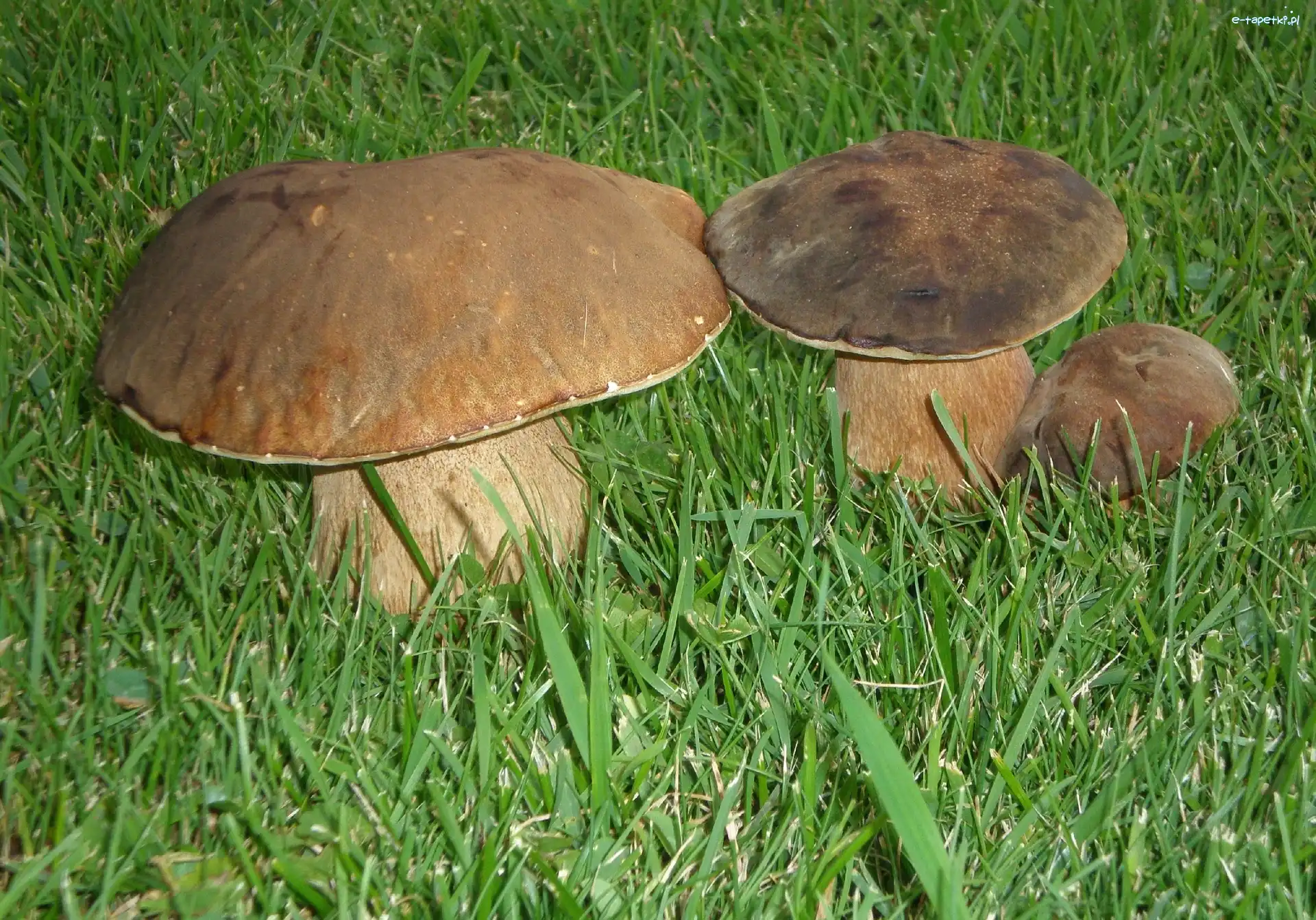 Trawa, Borowik, Prawdziwek
