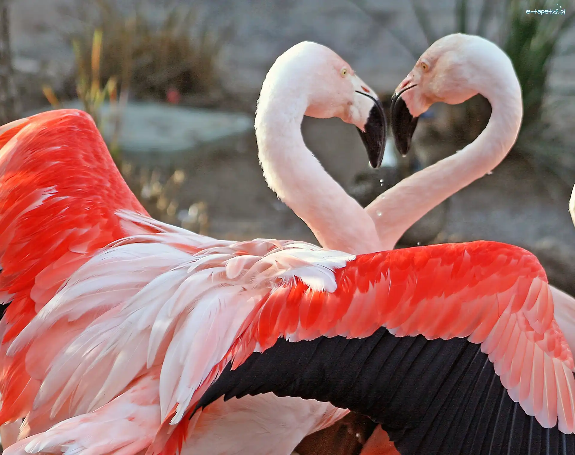 Flamingi, Różowe, Dwa