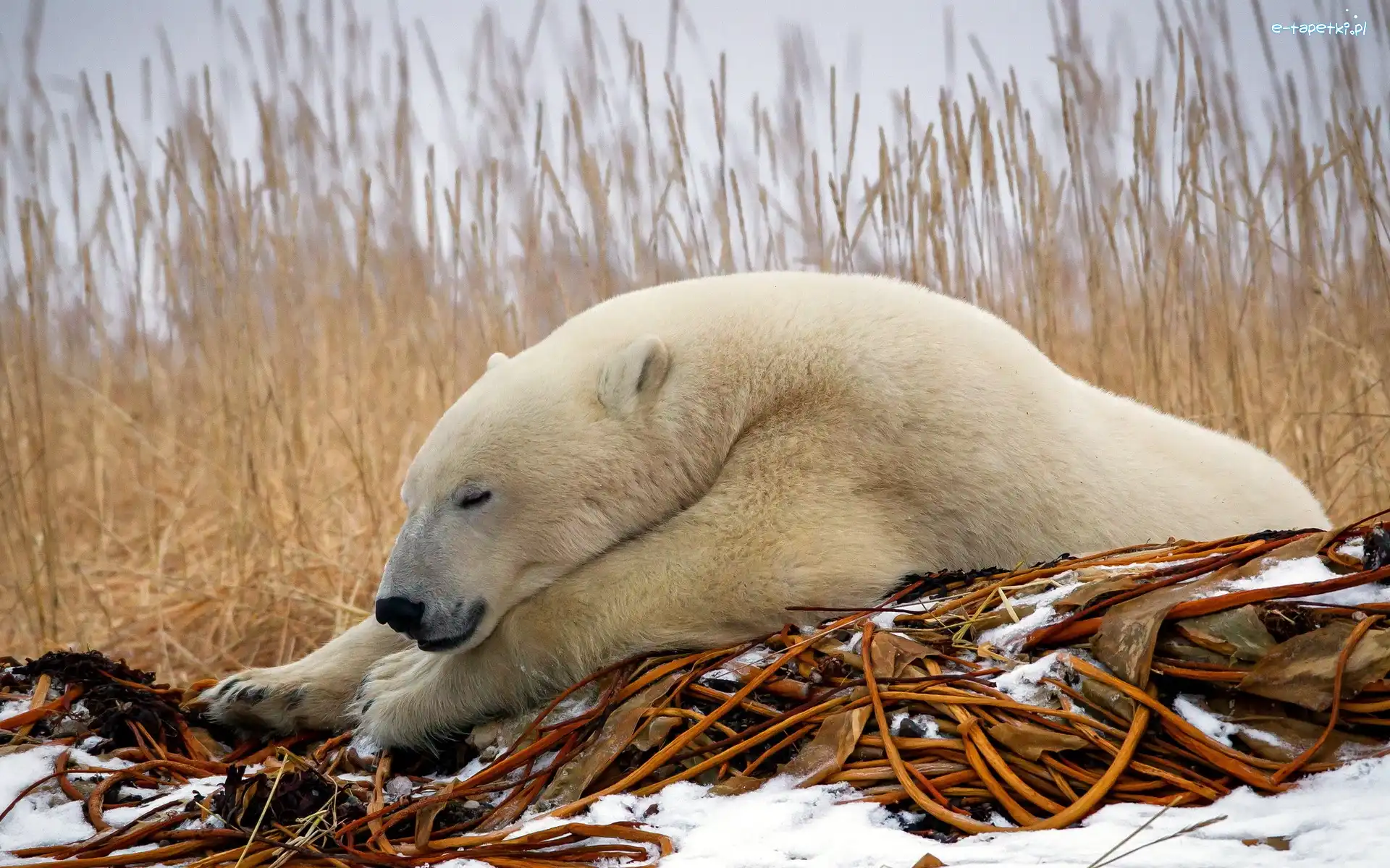 Polarny, Niedźwiedź