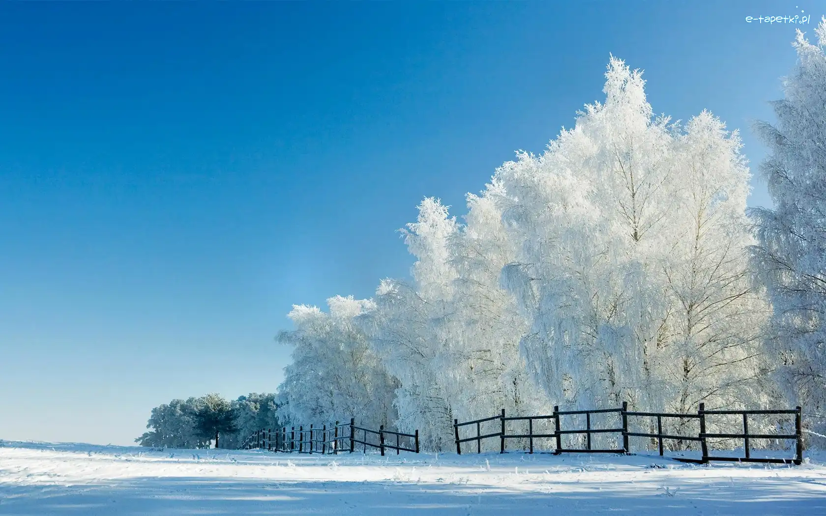 Pole, Płot, Drzewa, Ośnieżone