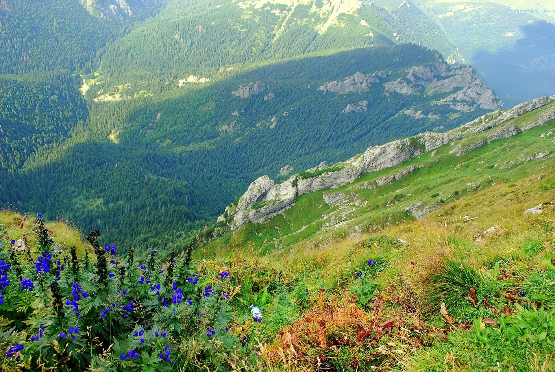 Góry, Roślinność, Lasy, Polska, Tatry