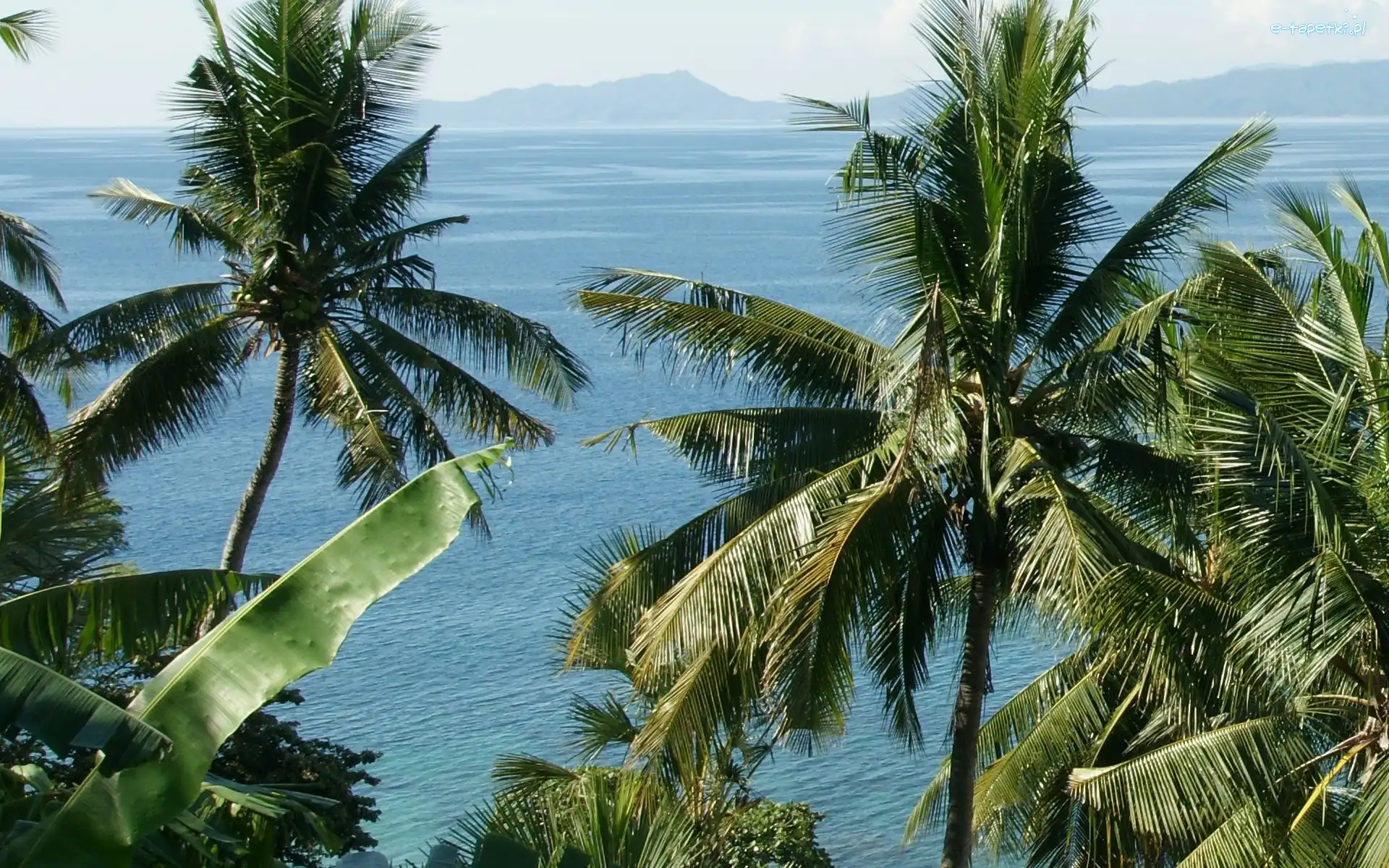 Filipiny, Ocean, Palmy