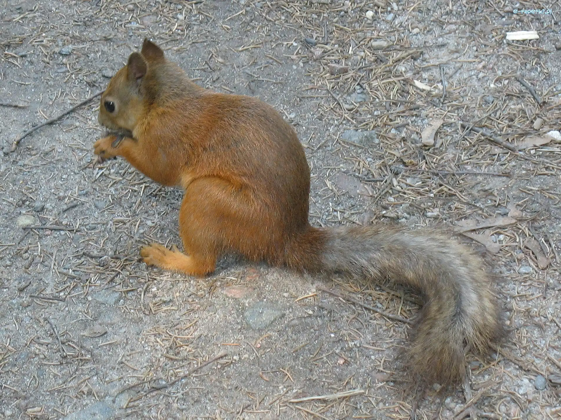 Wiewiórka