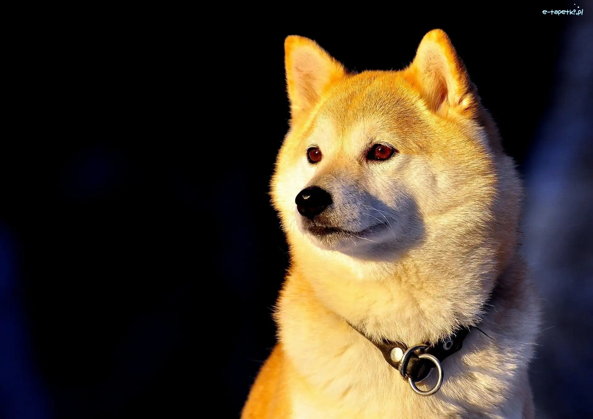 Obroża, Inu, Pies