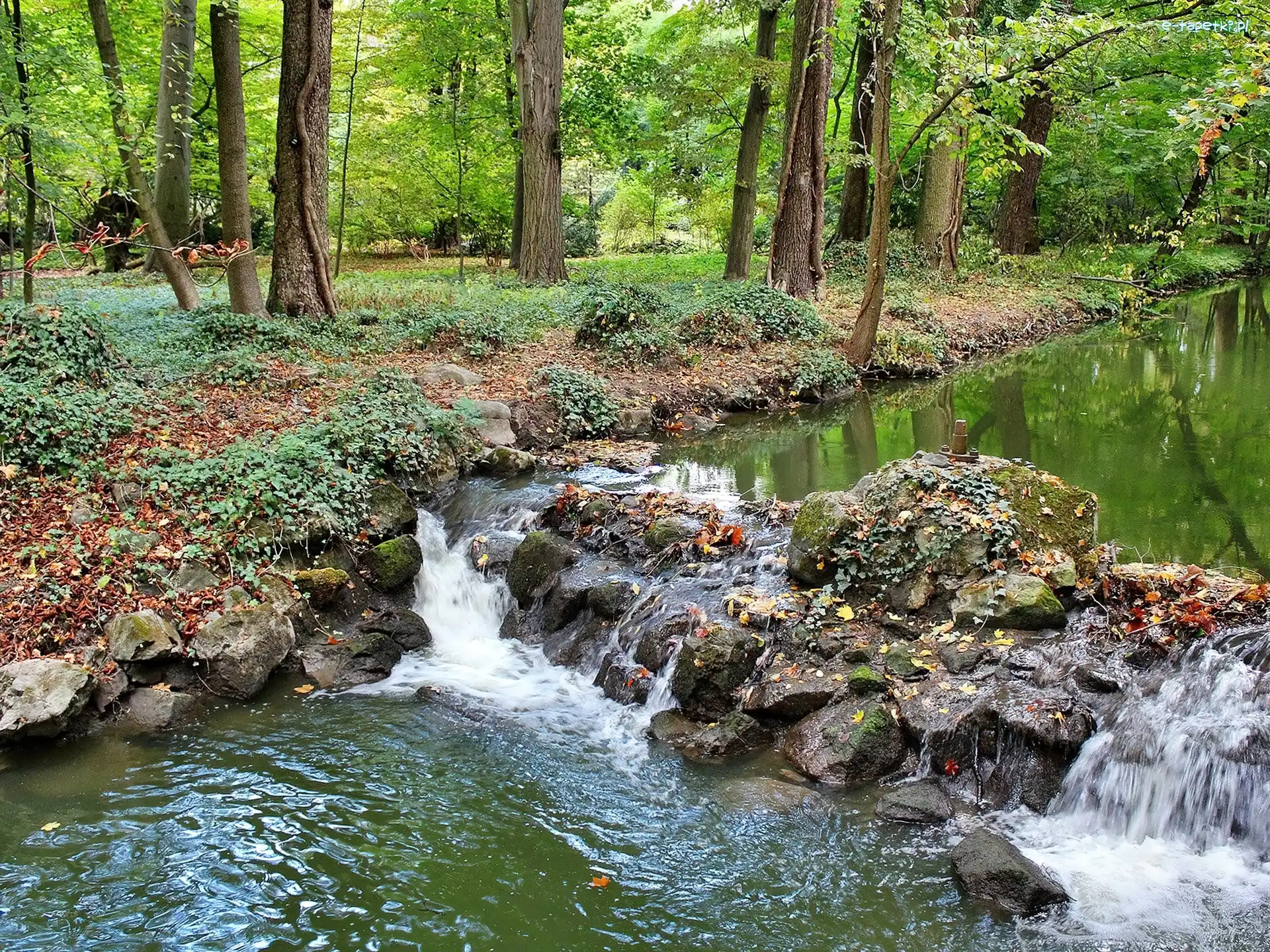 Kamienie, Rzeczka, Las