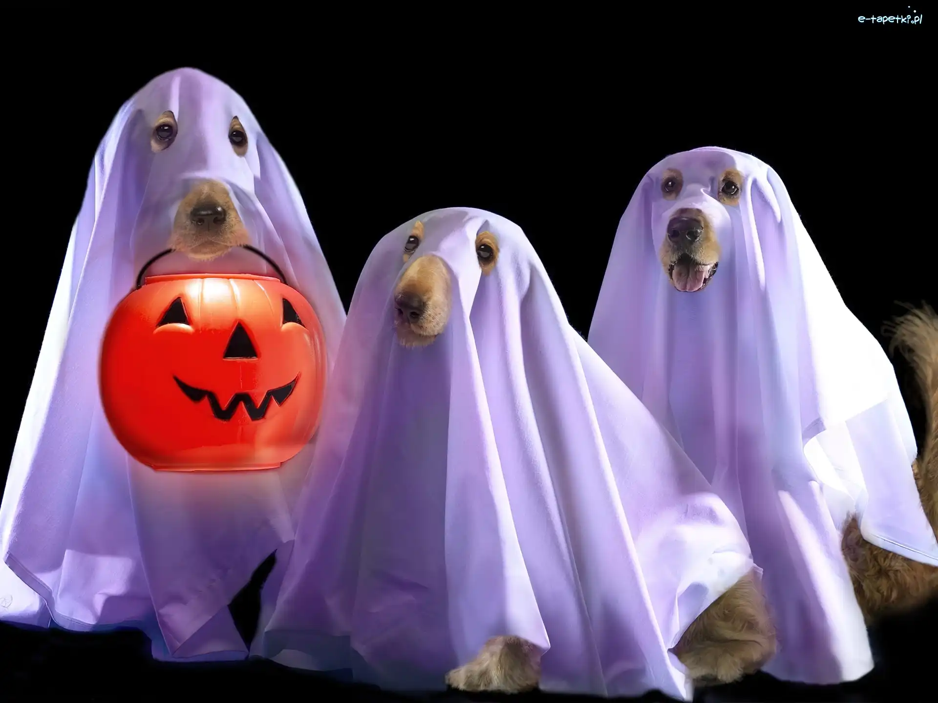 Psy, Halloween, Duchy, Trzy