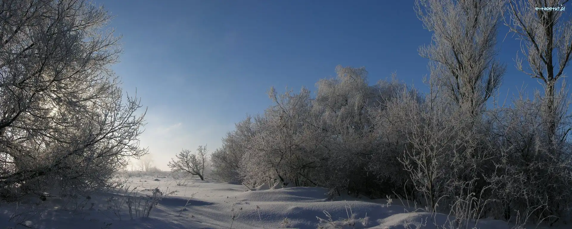 Krzewy, Niebo, Śnieg, Drzea