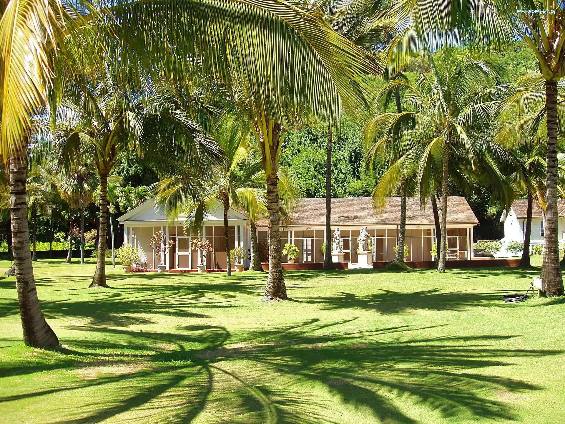 Ogród, Palmy, Dom, Hawaje, Kauai