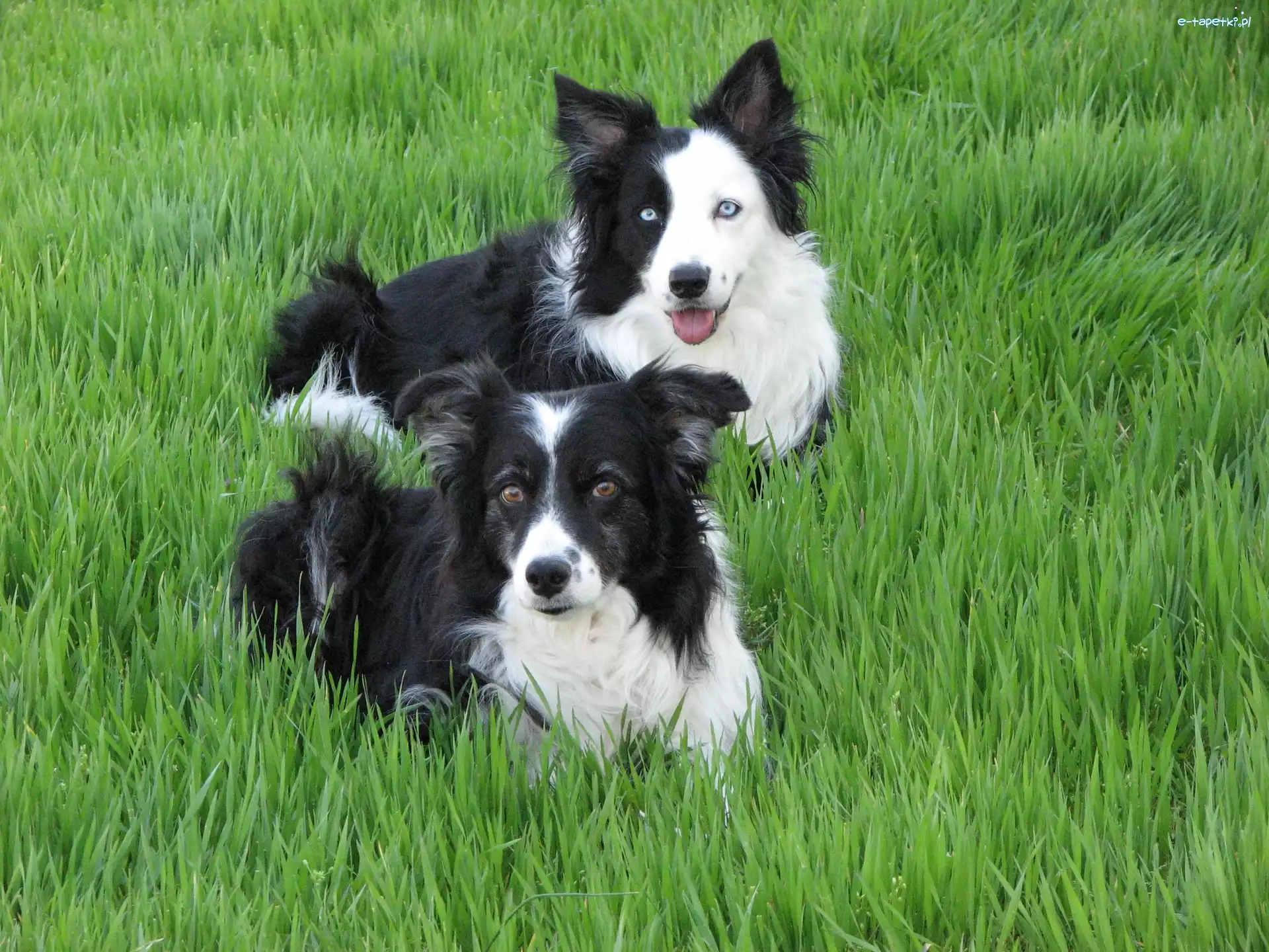 Pieski, Trawa, Border Collie, Dwa