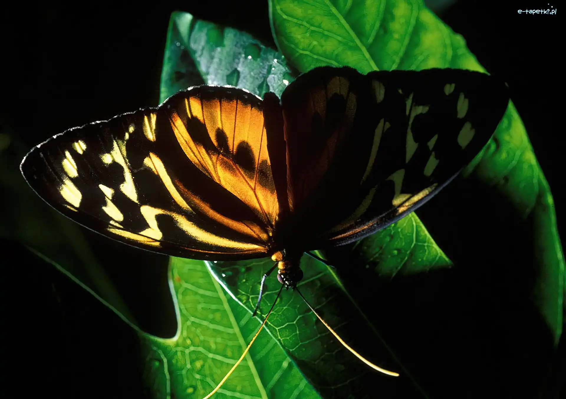 Liść, Motyl