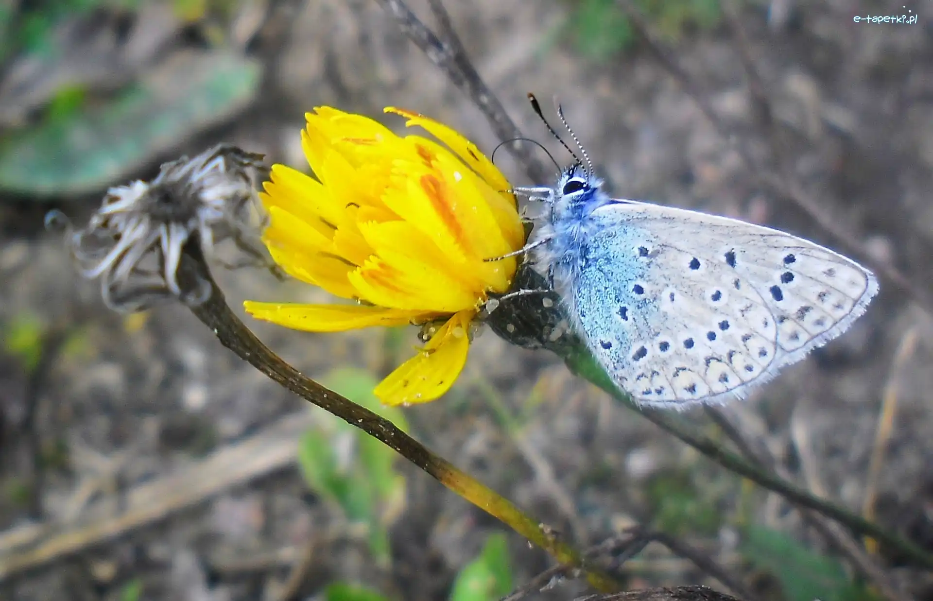 Kwiat, Motyl