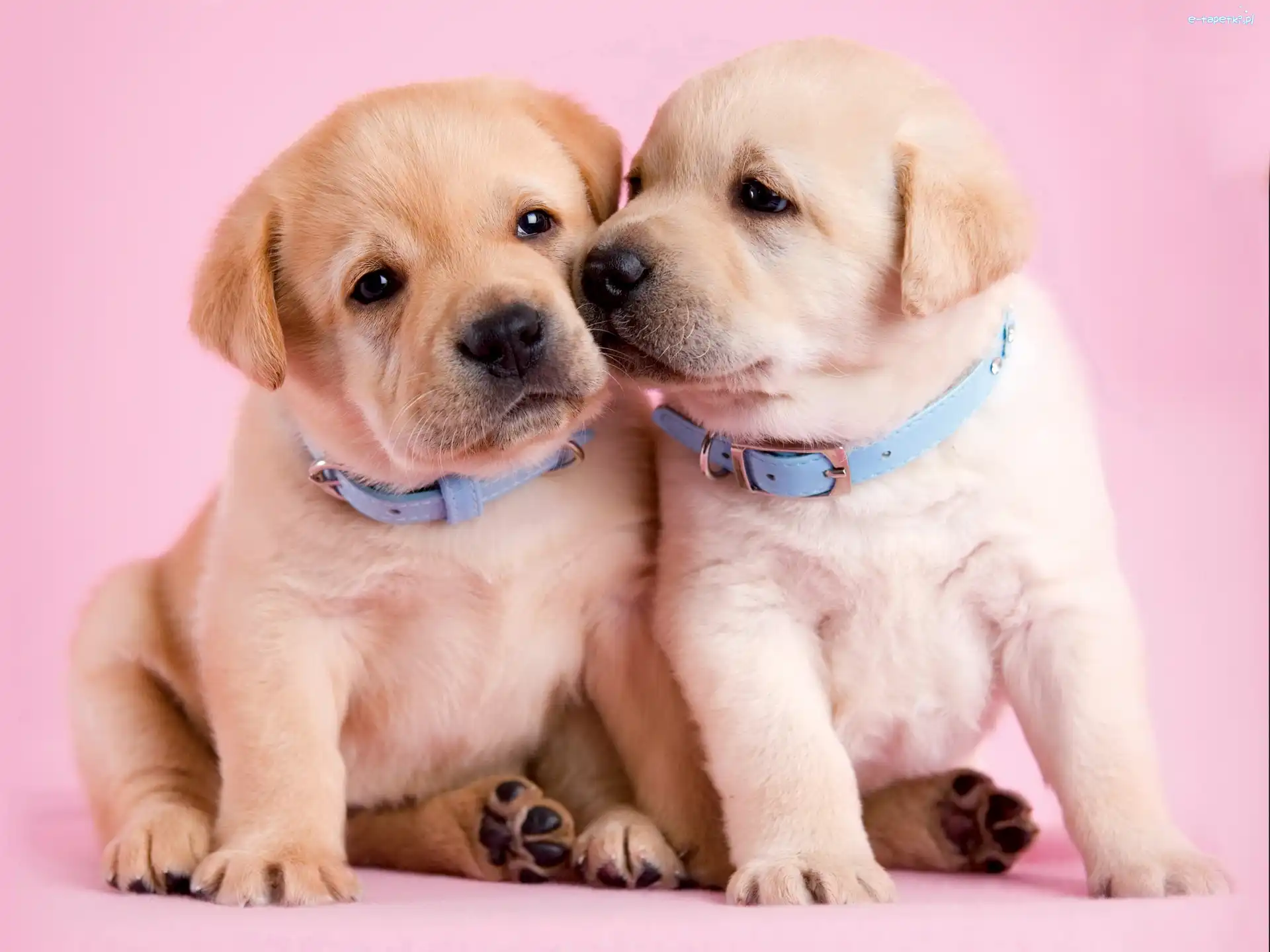 Labrador, Szczeniaczki, Dwa