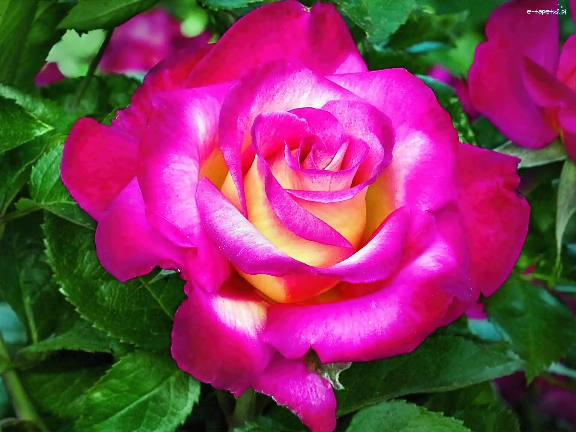 Róża, Purpurowa, Kwiat
