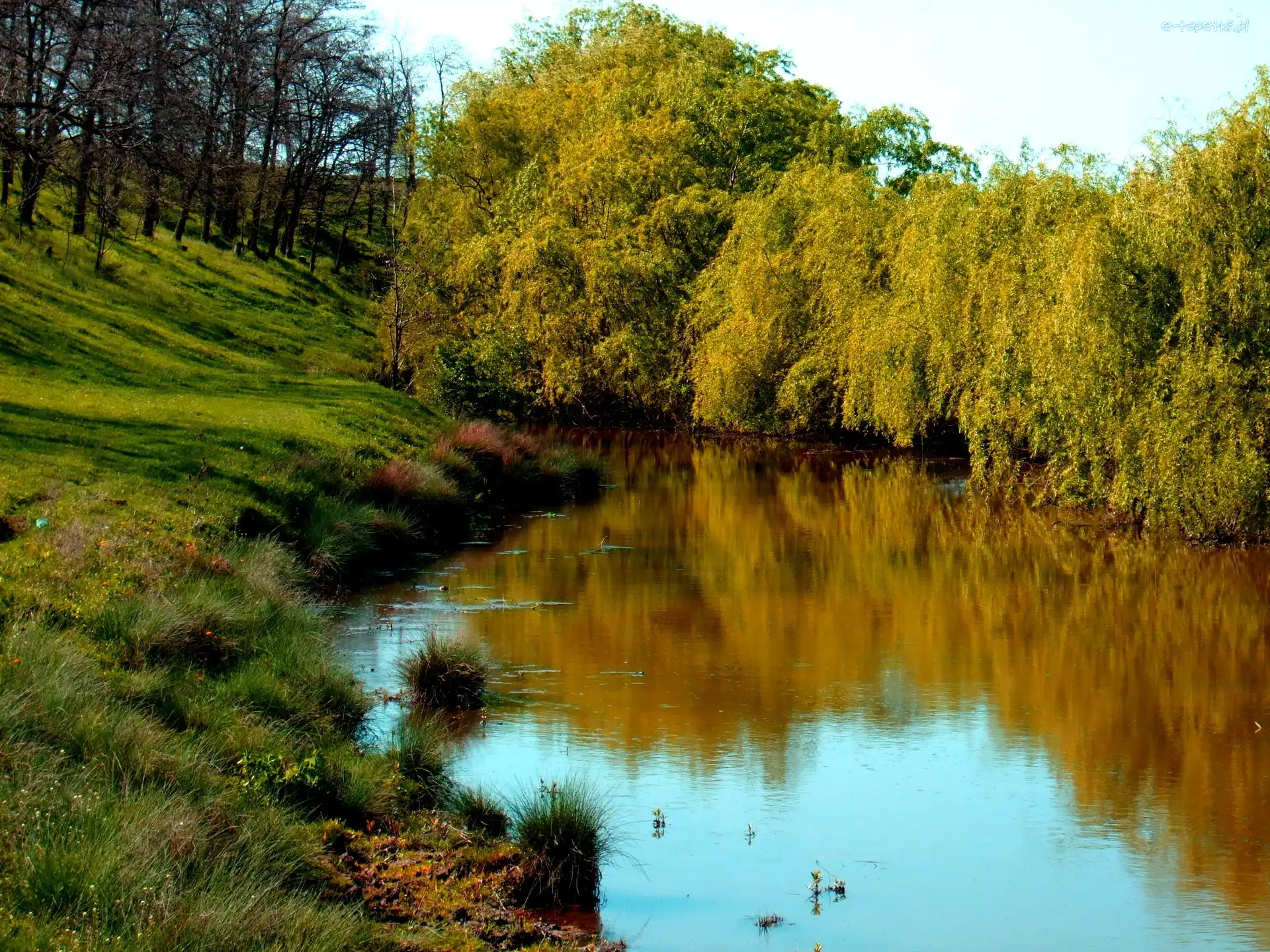 Trawy, Drzewa, Rzeka