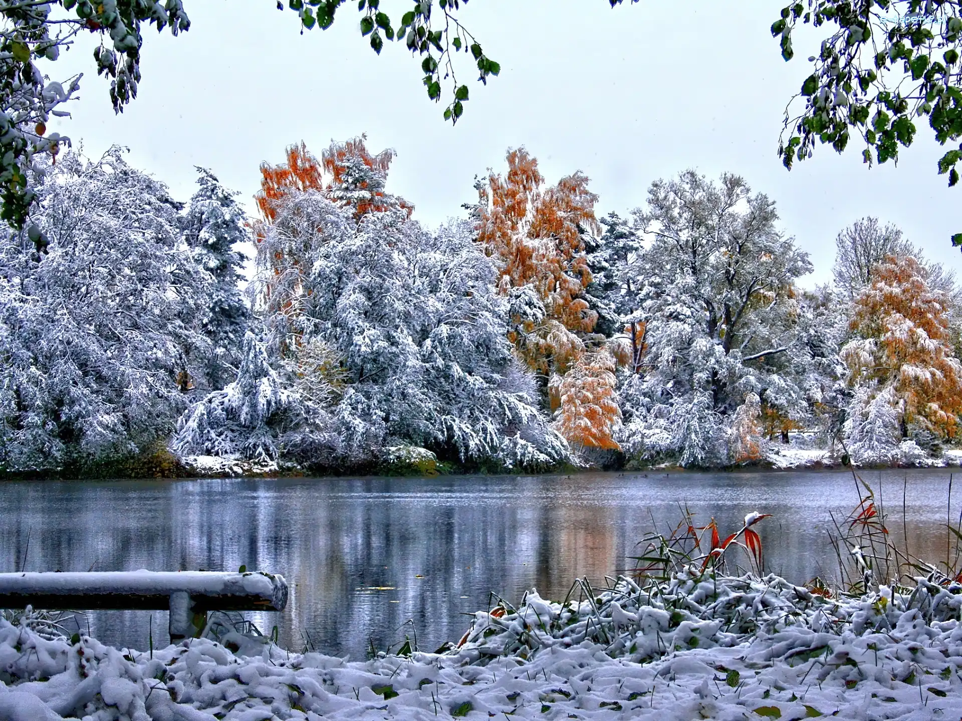 Rzeka, Drzewa, Oszronione, Zima