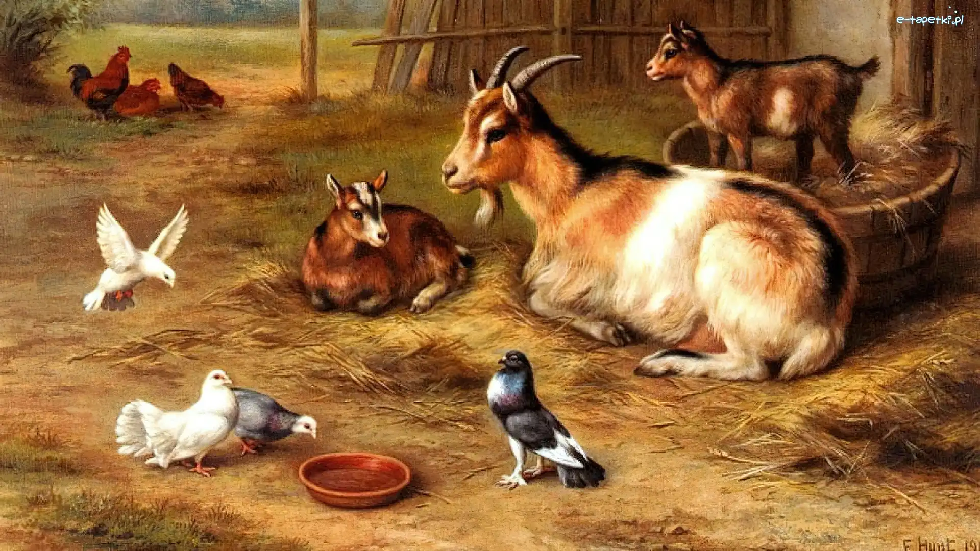 Edgar Hunt, Gołębie, Kozy
