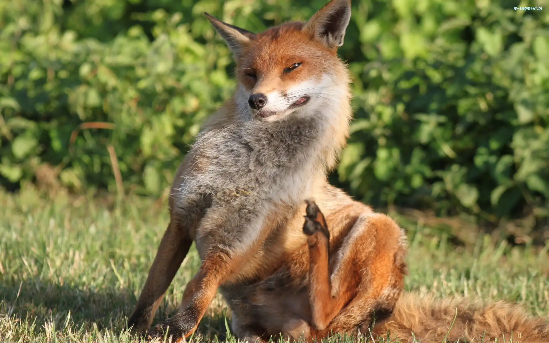 Lisek, Rudy