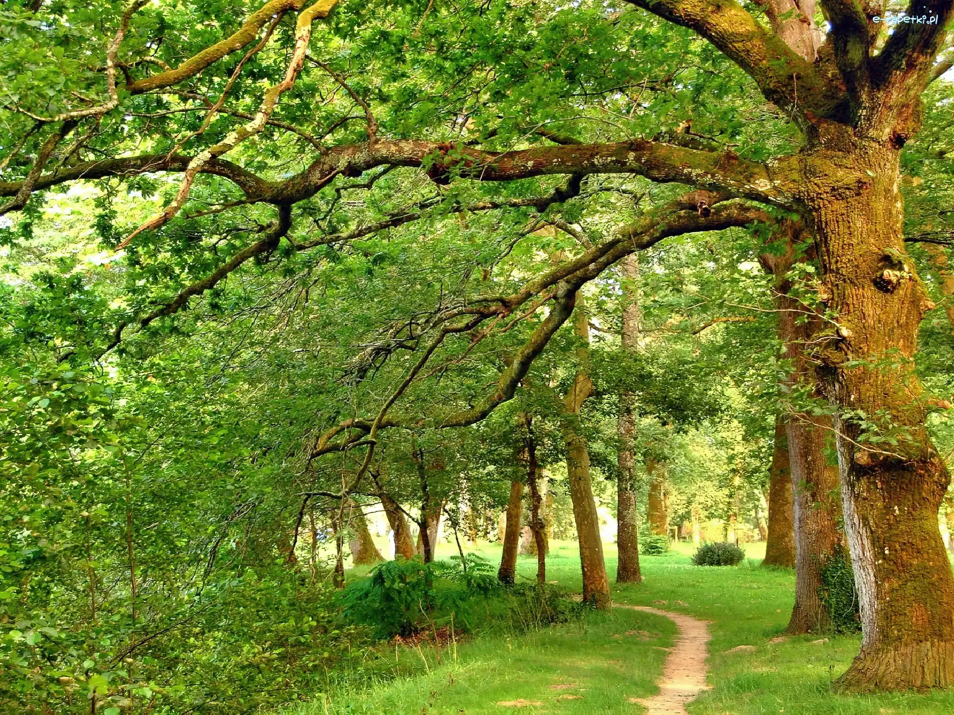Stare, Ścieżka, Drzewa, Park