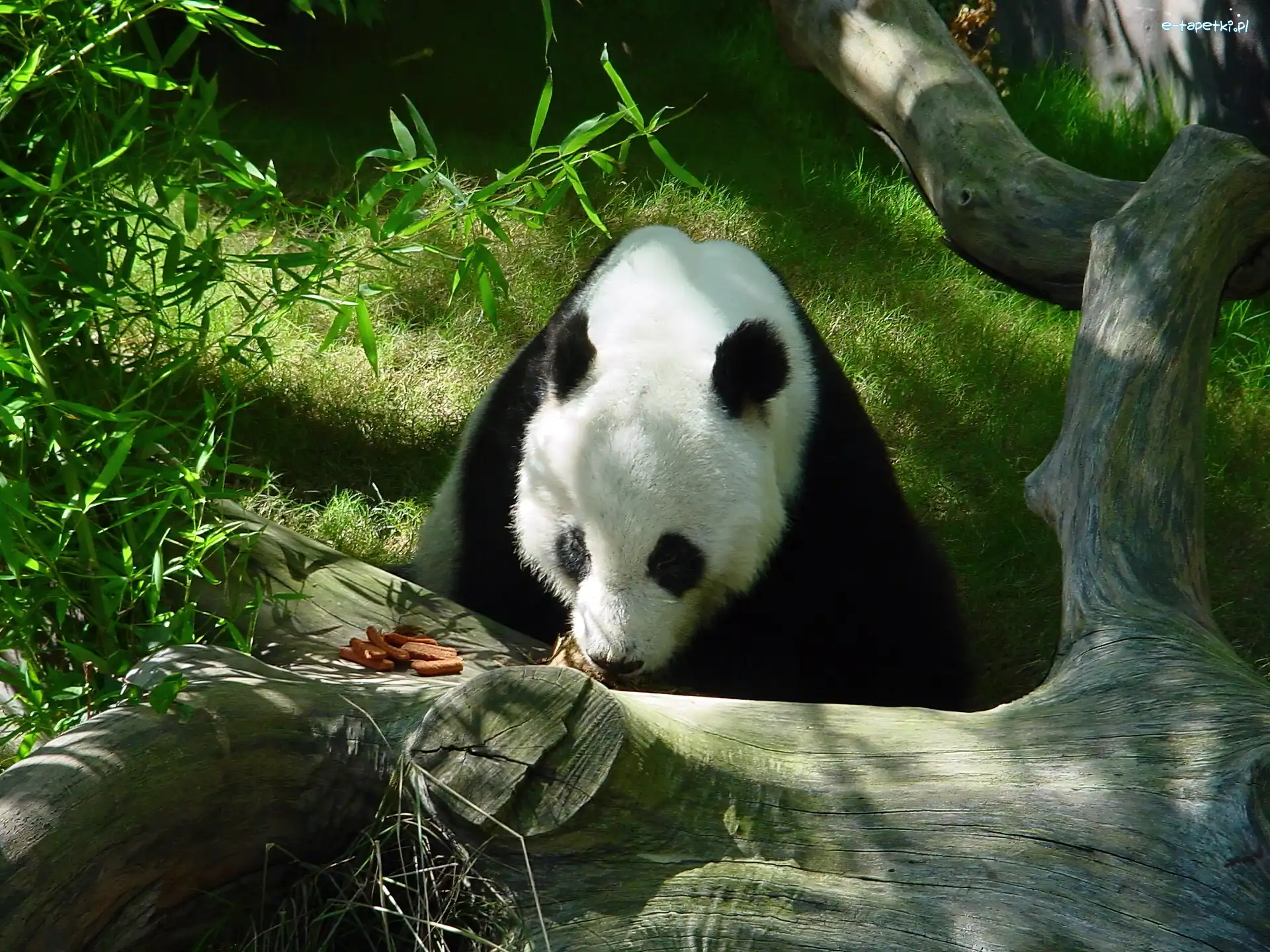 Zieleń, Kłoda, Panda