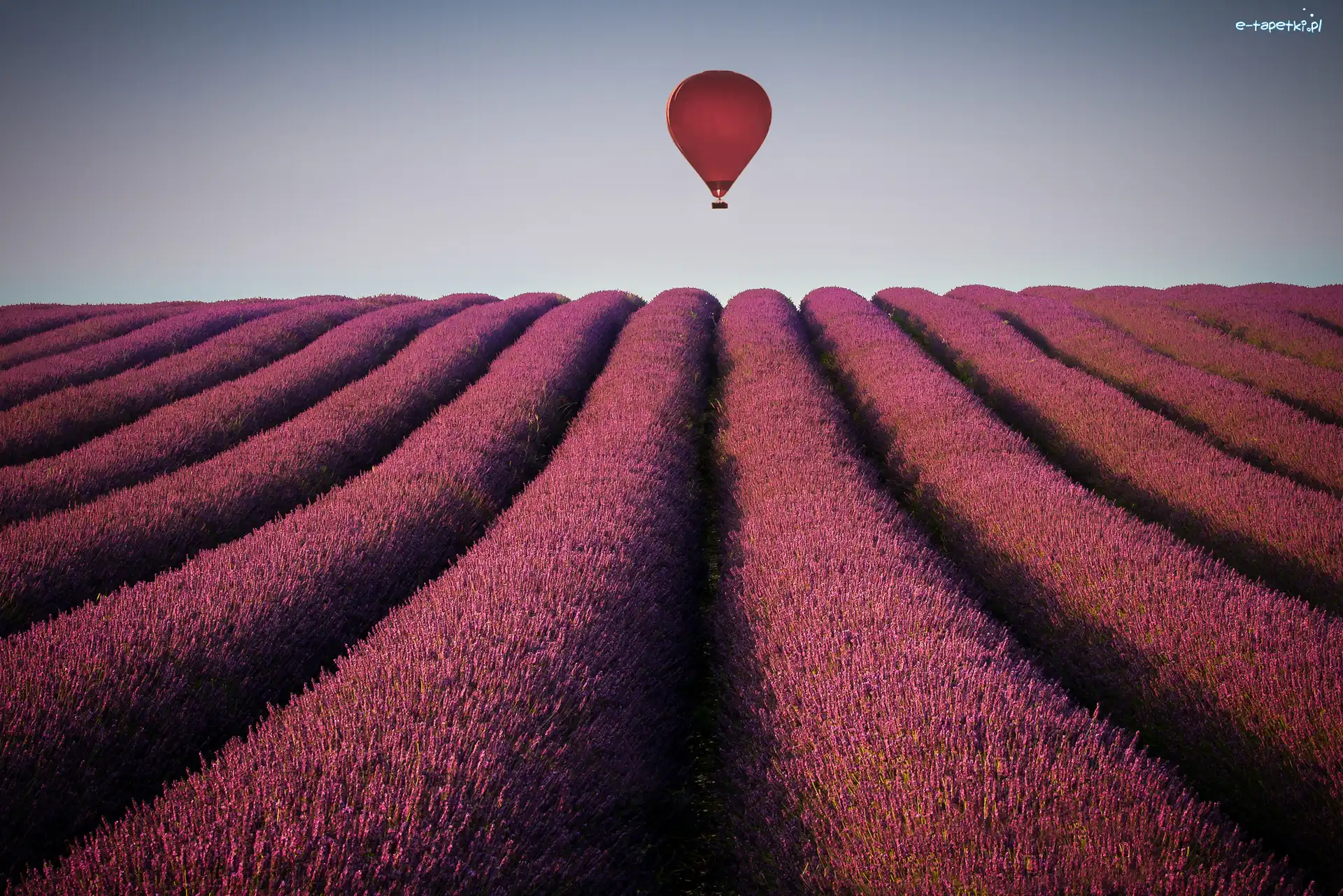 Balon, Lawenda