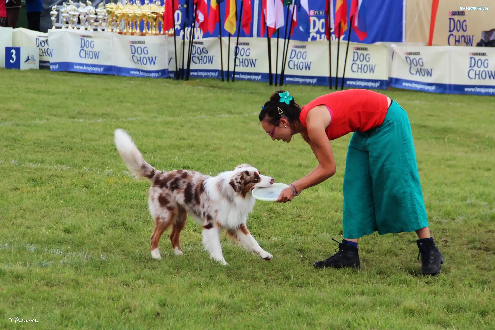 Pies, Kobieta, Border Collie, Aportowanie, Frisbee