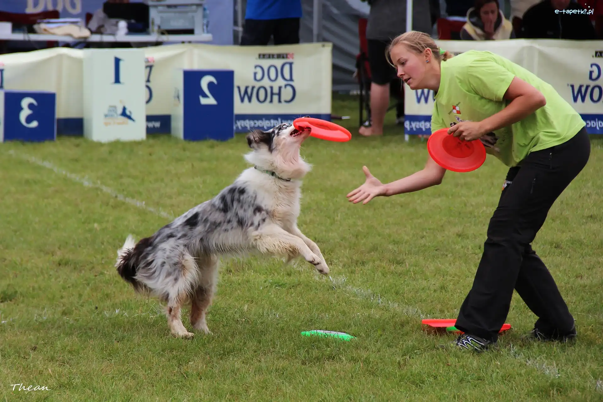 Border Collie, Kobieta, Frisbee, Pies