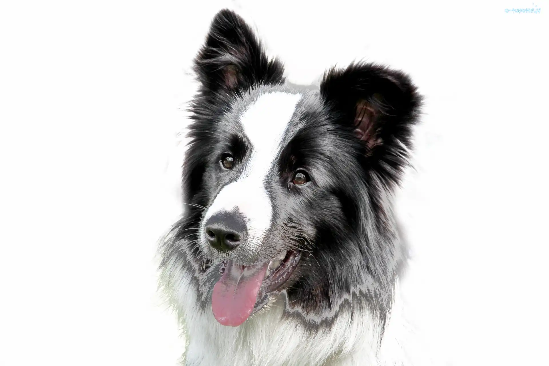 Border Collie, Pies