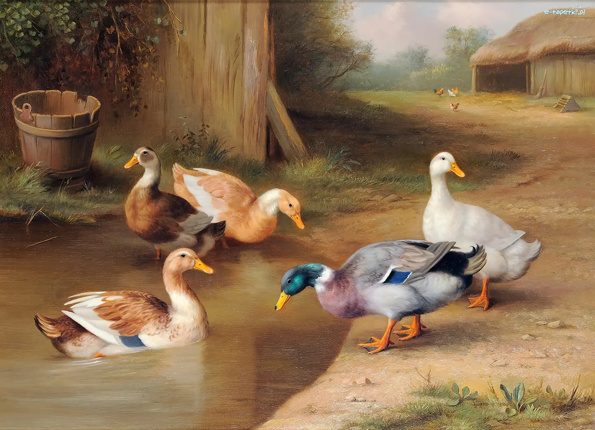 Staw, Kaczki, Edgar Hunt