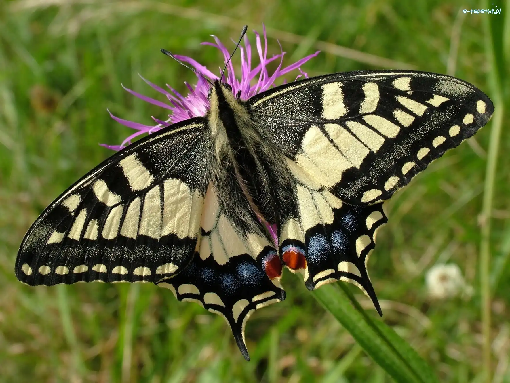 Paź Królowej, Motyl