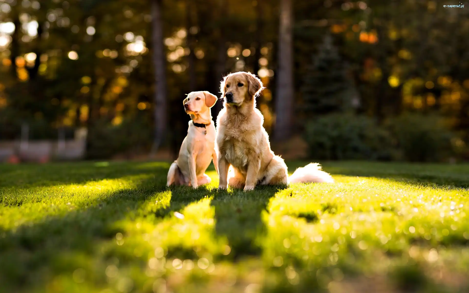 Psy, Golden retriever, Labrador retriever, Dwa