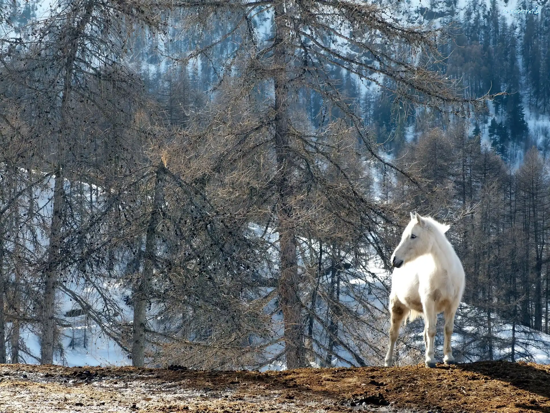 Koń, Biały, Las