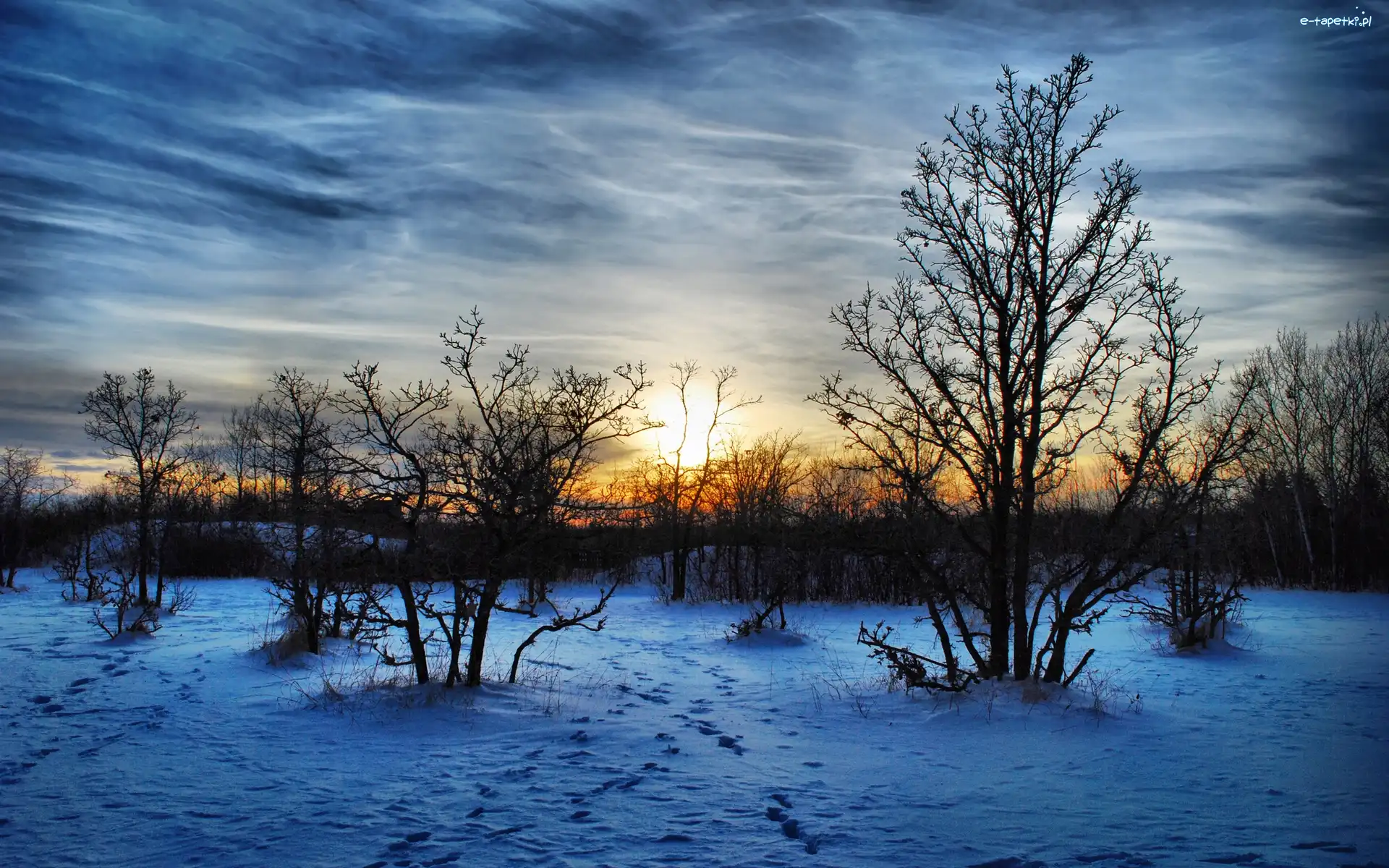 Słońca, Śnieg, Krzewy, Wschód