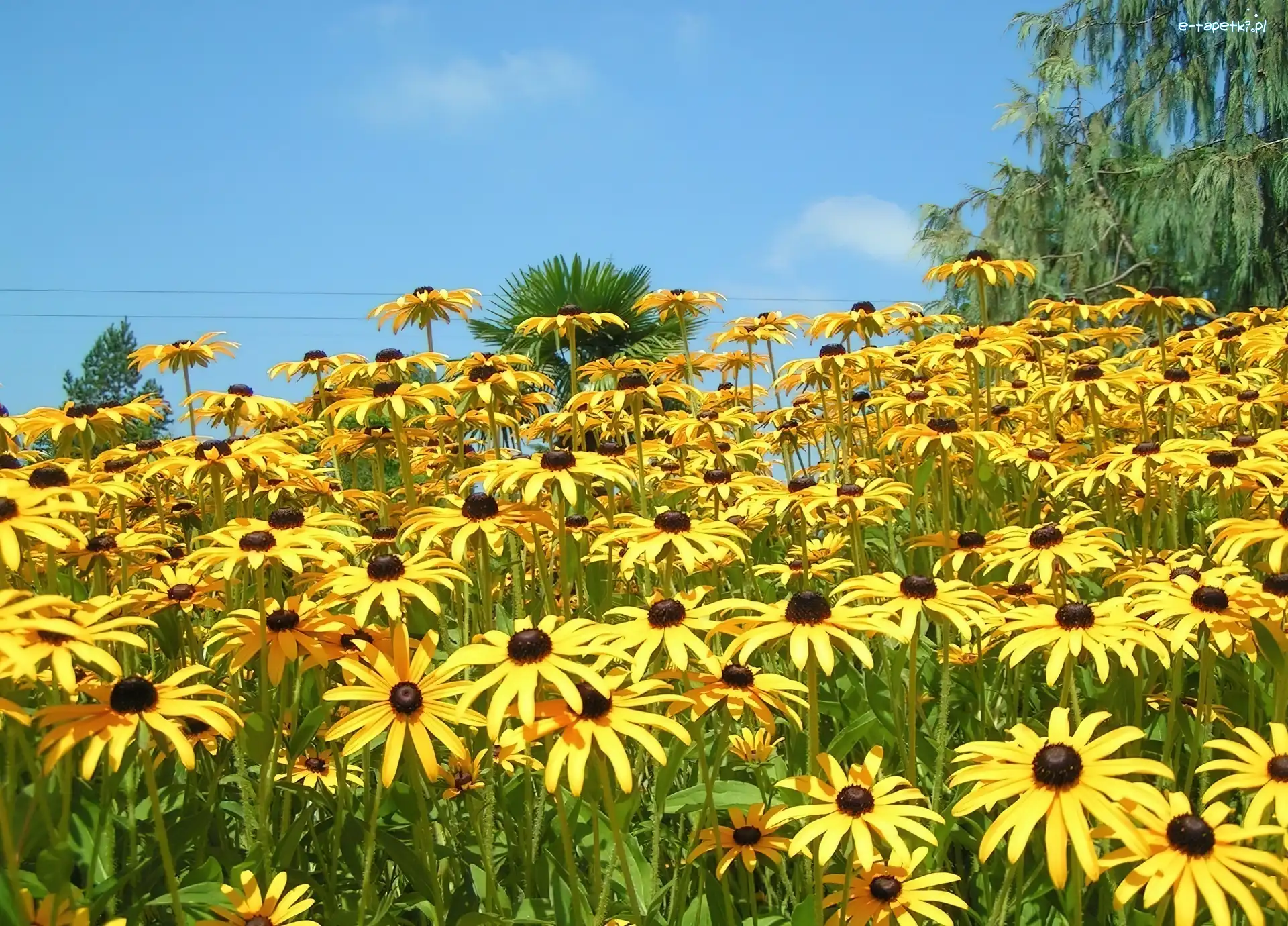 Rudbekia, Żółta
