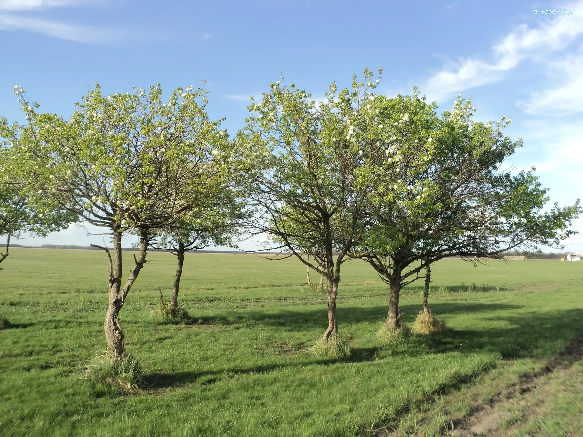 Drzewa, Łąka