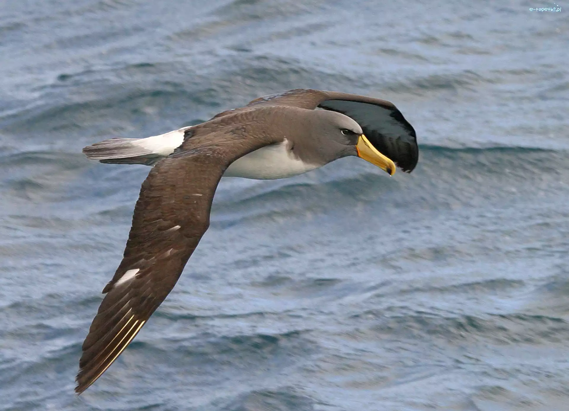 Morze, Albatros