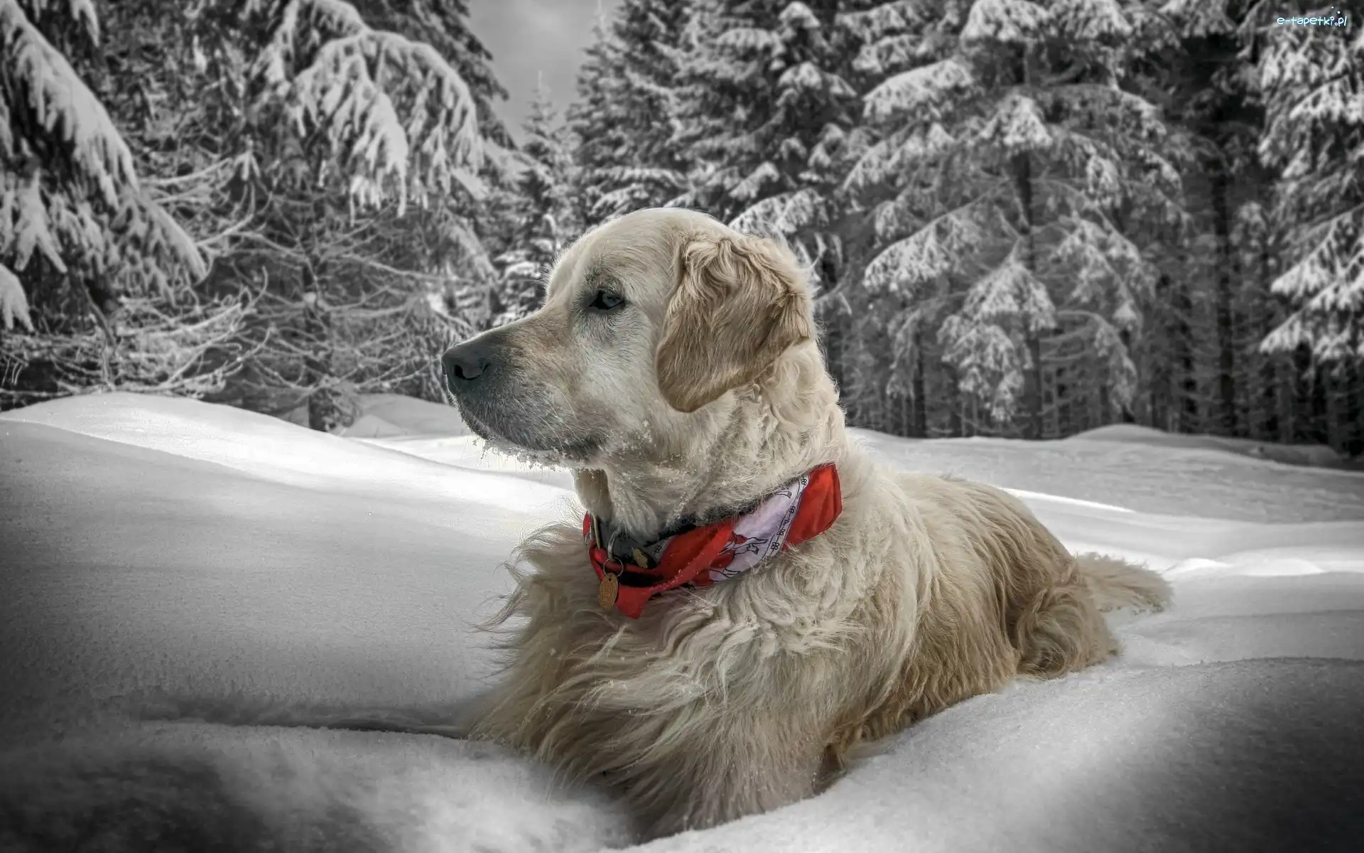 Obroża, Śniegu, Pies, Golden Retriever, Dużo, Zima