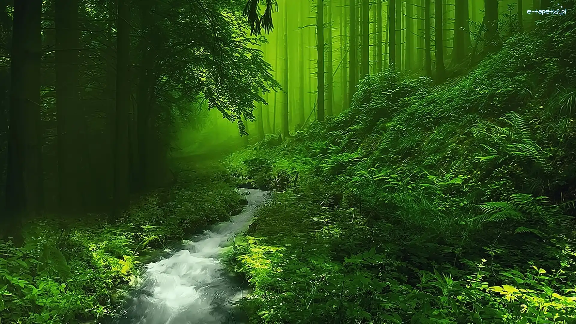 Zarośla, Rzeczka, Las