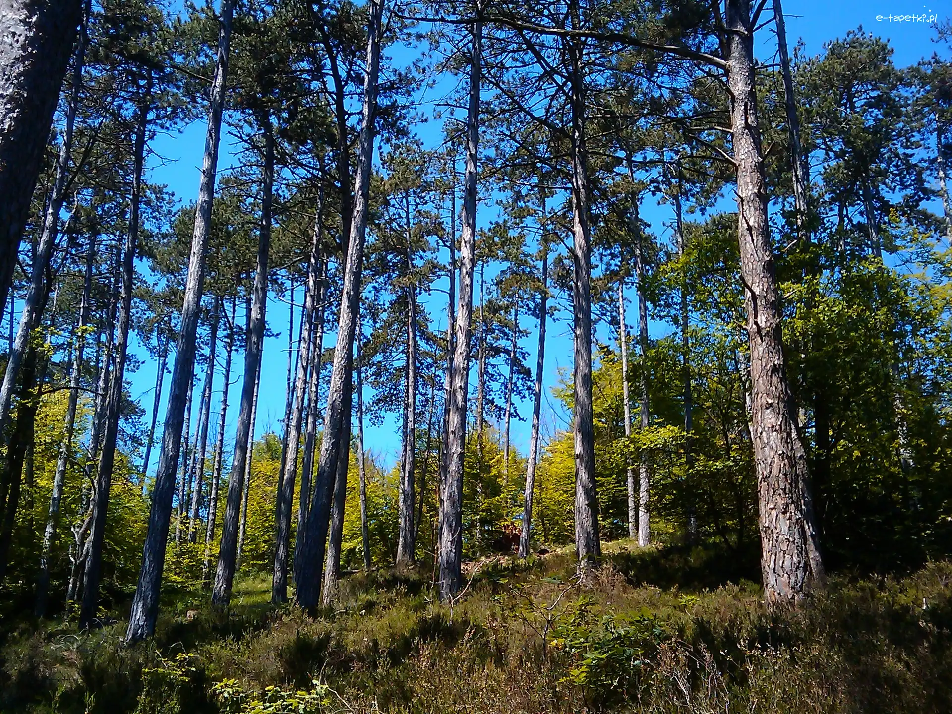 Niebo, Niebieskie, Las