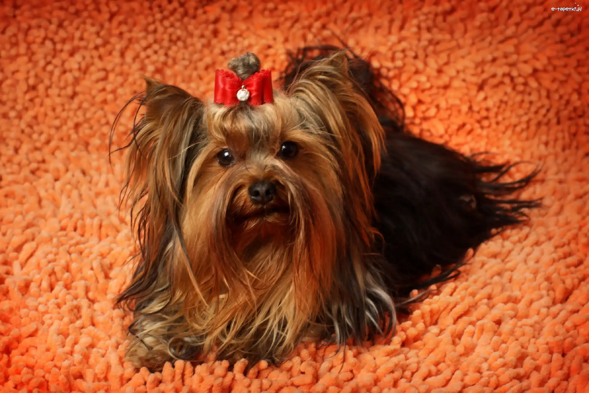 Dywan, Kokardka, Yorkshire Terrier