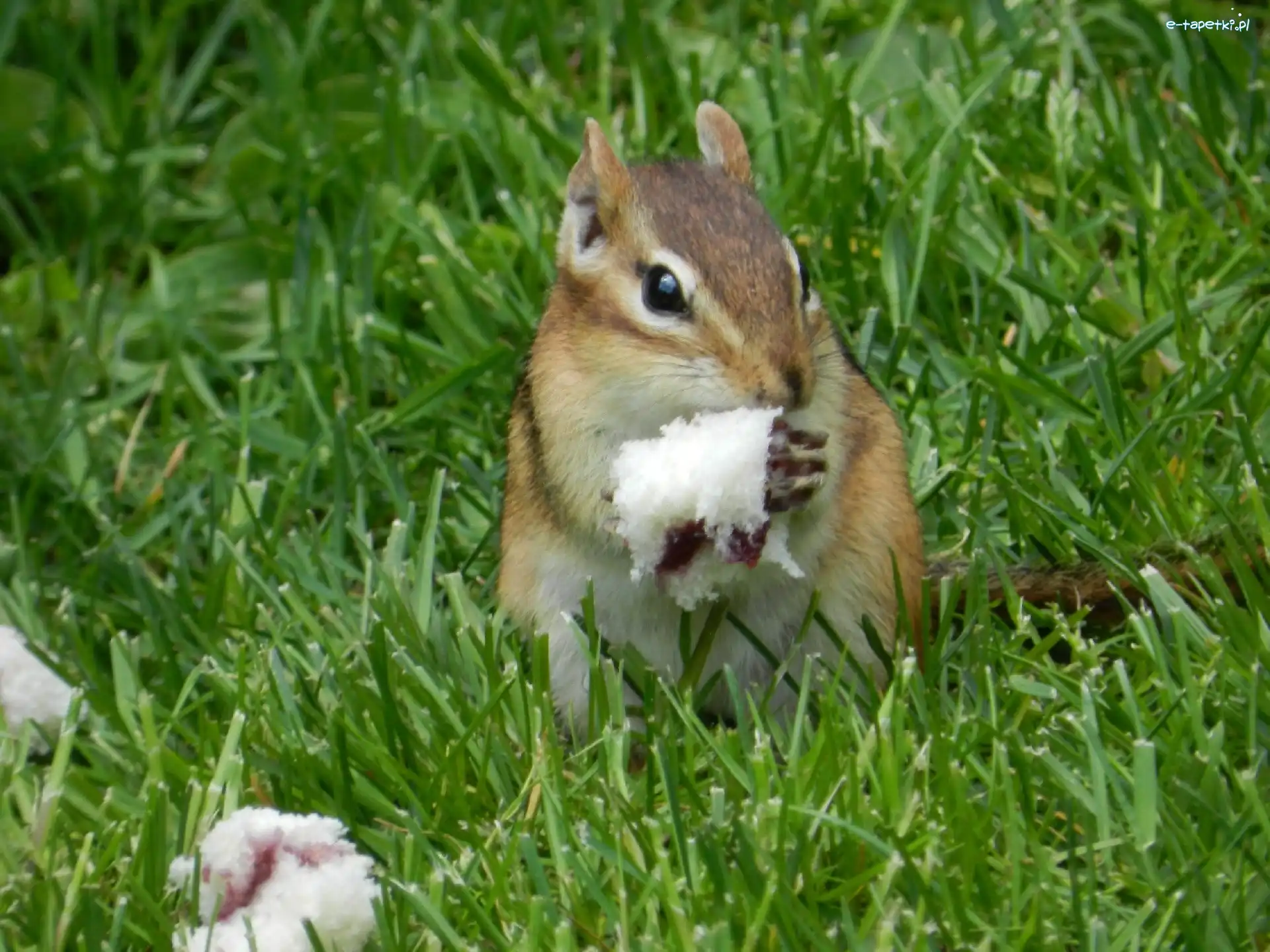 Trawa, Chipmunk