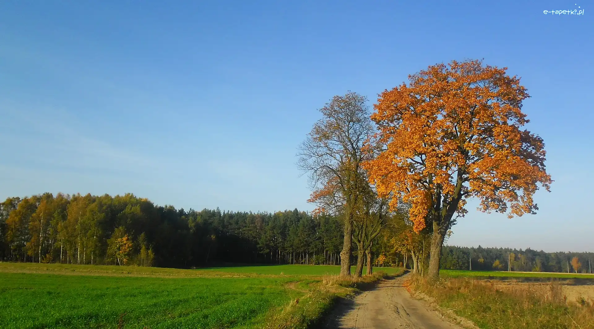 Drzewa, Przydrożne, Jesień