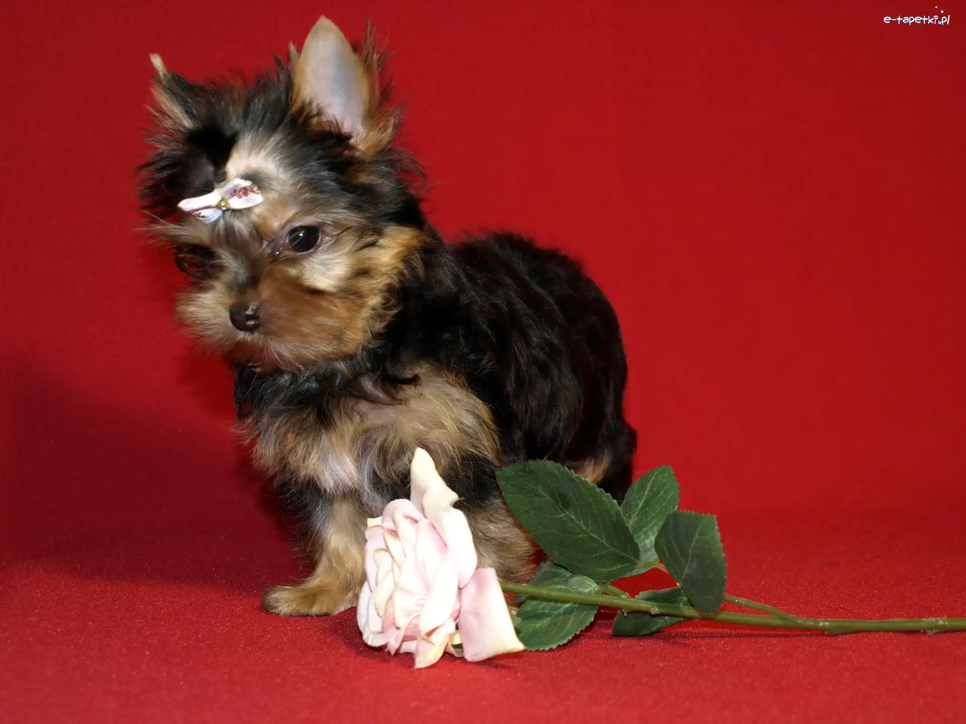 Róża, Kokardka, Yorkshire Terrier