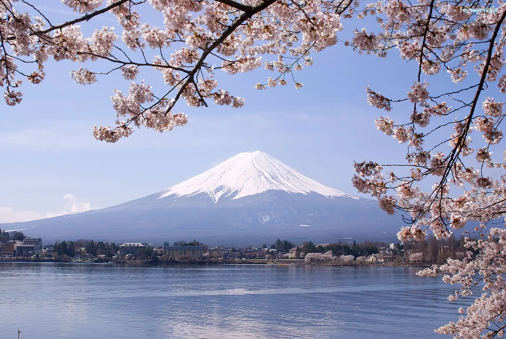Fuji, Gałązki, Góra, Japonia, Kwitnące, Jezioro