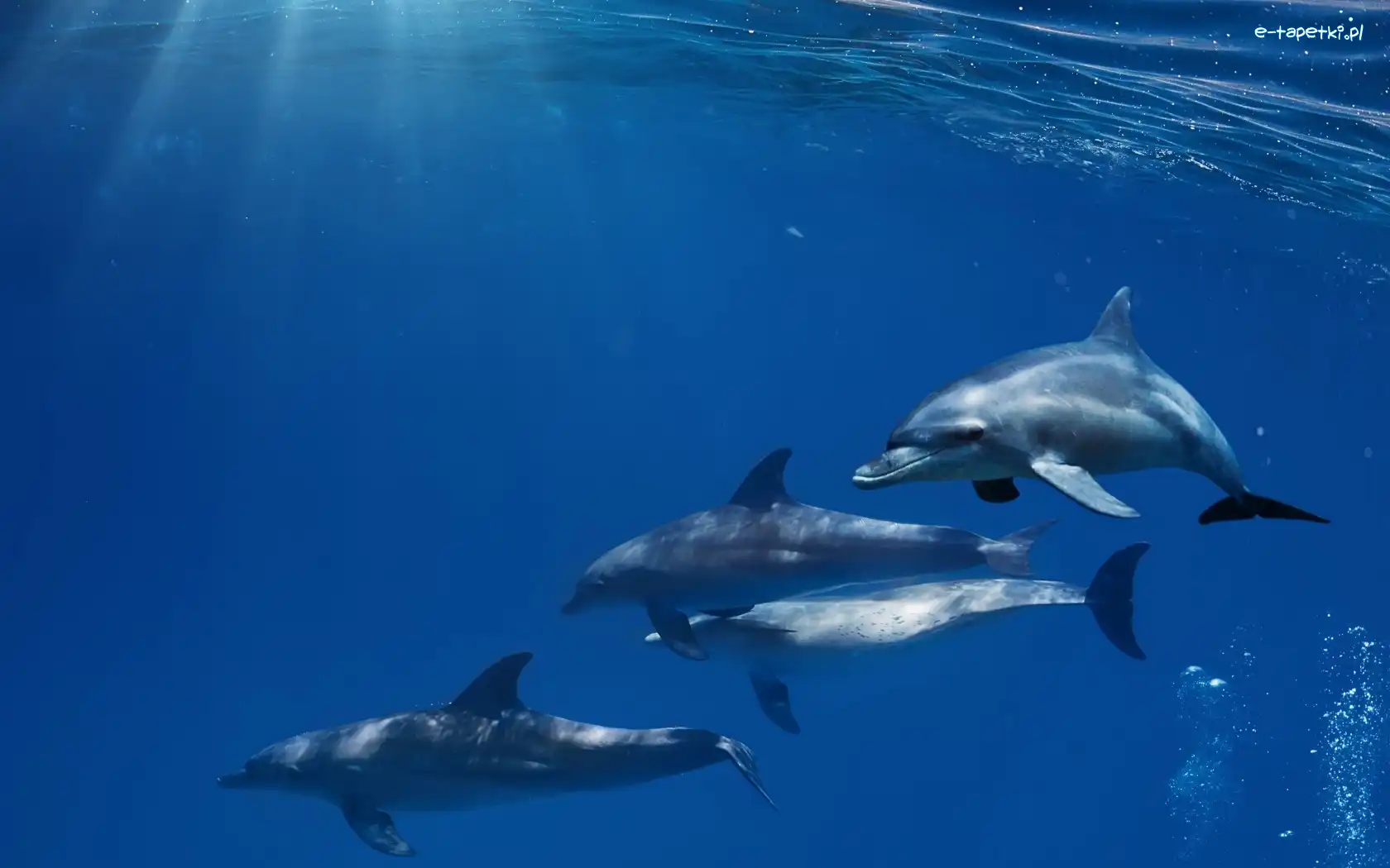 Delfiny, Trzy