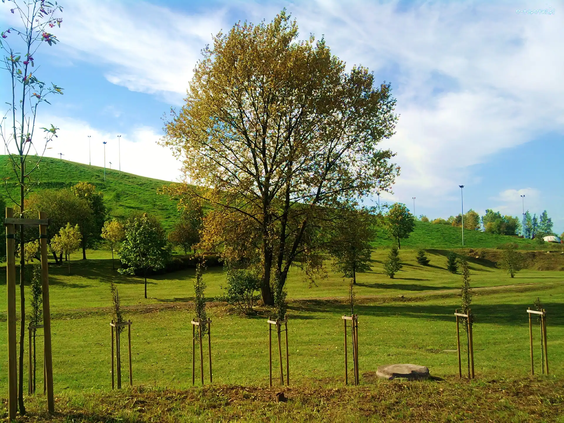 Drzewa, Sosonowiec, Trawa, Park